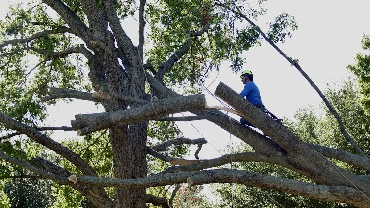 Professional Crown Thinning performed by certified arborists in Elmore City