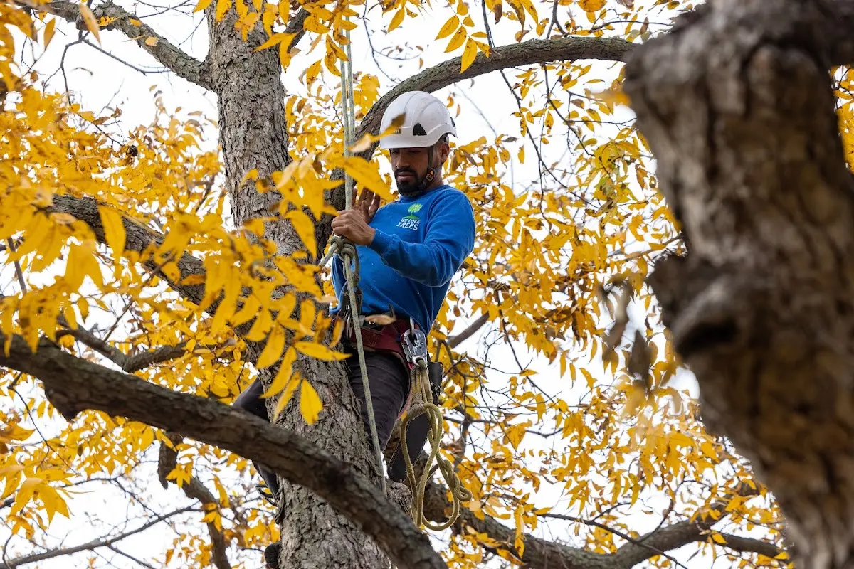 Skilled Tree Pruning crew working in Elmore City