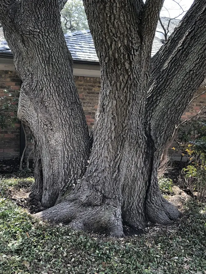 Mature heritage tree close to a Elmore City property cared for by certified arborists