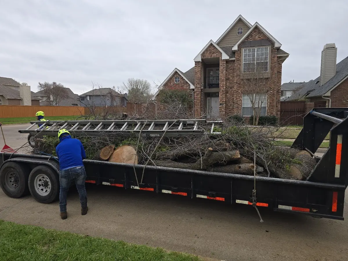 Expert Tree Removal with proper safety equipment in Elmore City
